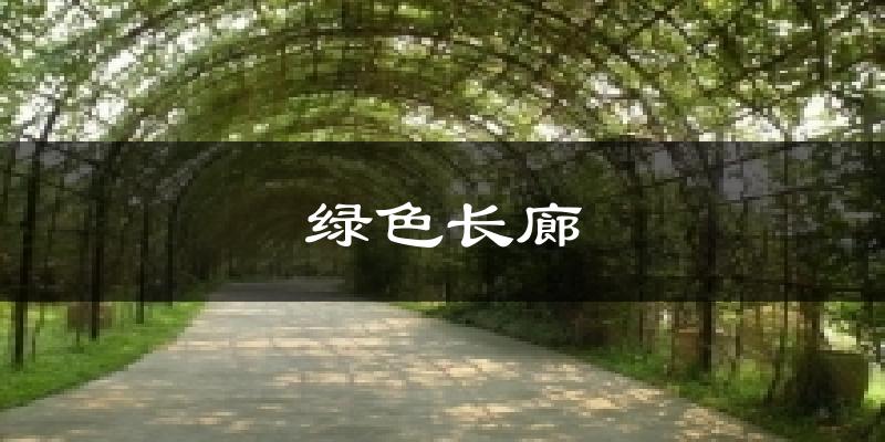 绿色长廊今日天气