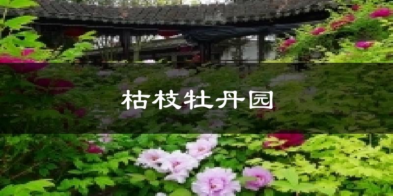 枯枝牡丹园天气预报十五天